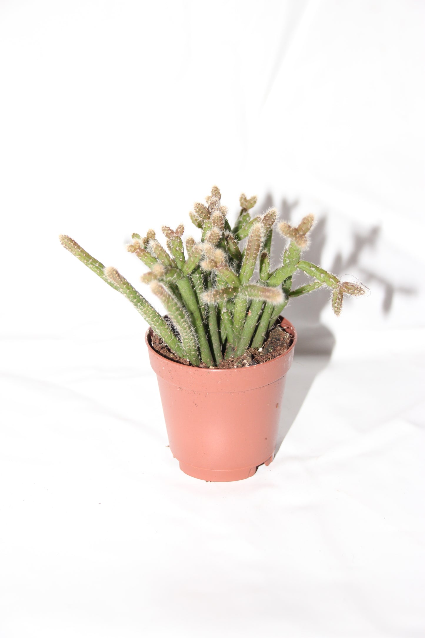 Rhipsalis baccifera horrida
