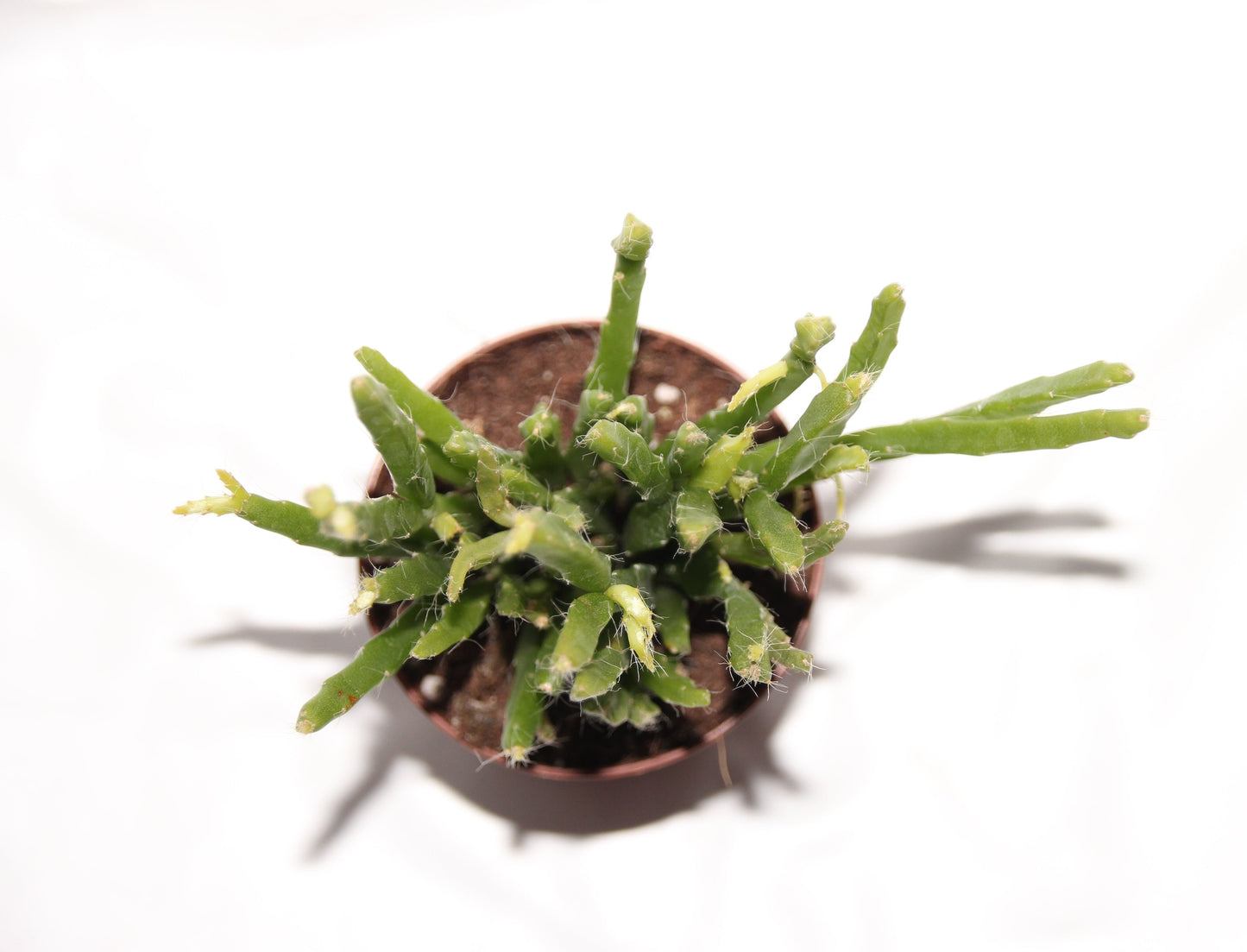 Rhipsalis ewaldiana