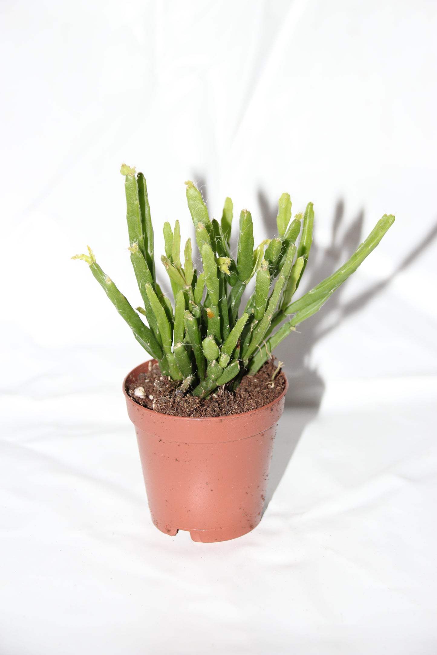 Rhipsalis ewaldiana