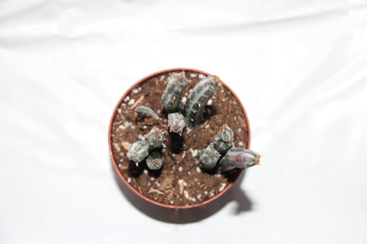 Senecio stapeliiformis ‘Zuckerstangenpflanze‘