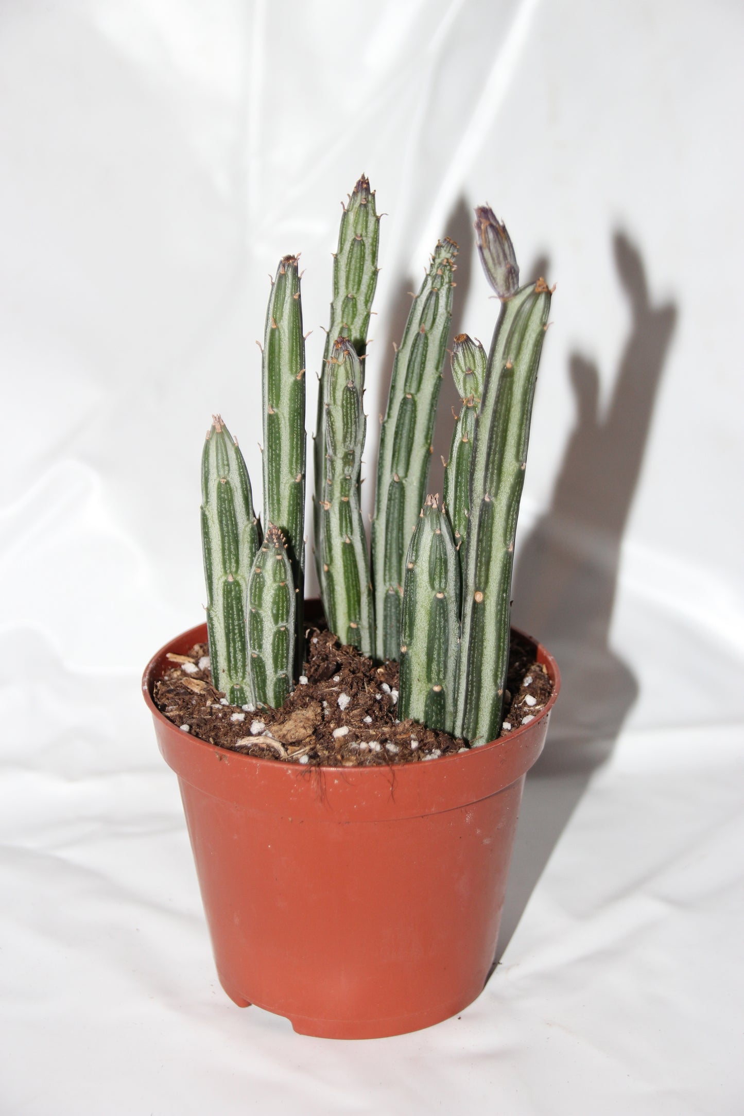 Senecio stapeliiformis ‘Zuckerstangenpflanze‘