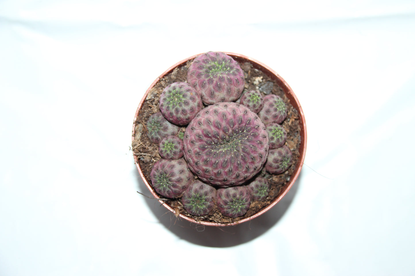 Sulcorebutia rauschii ‘Violet‘