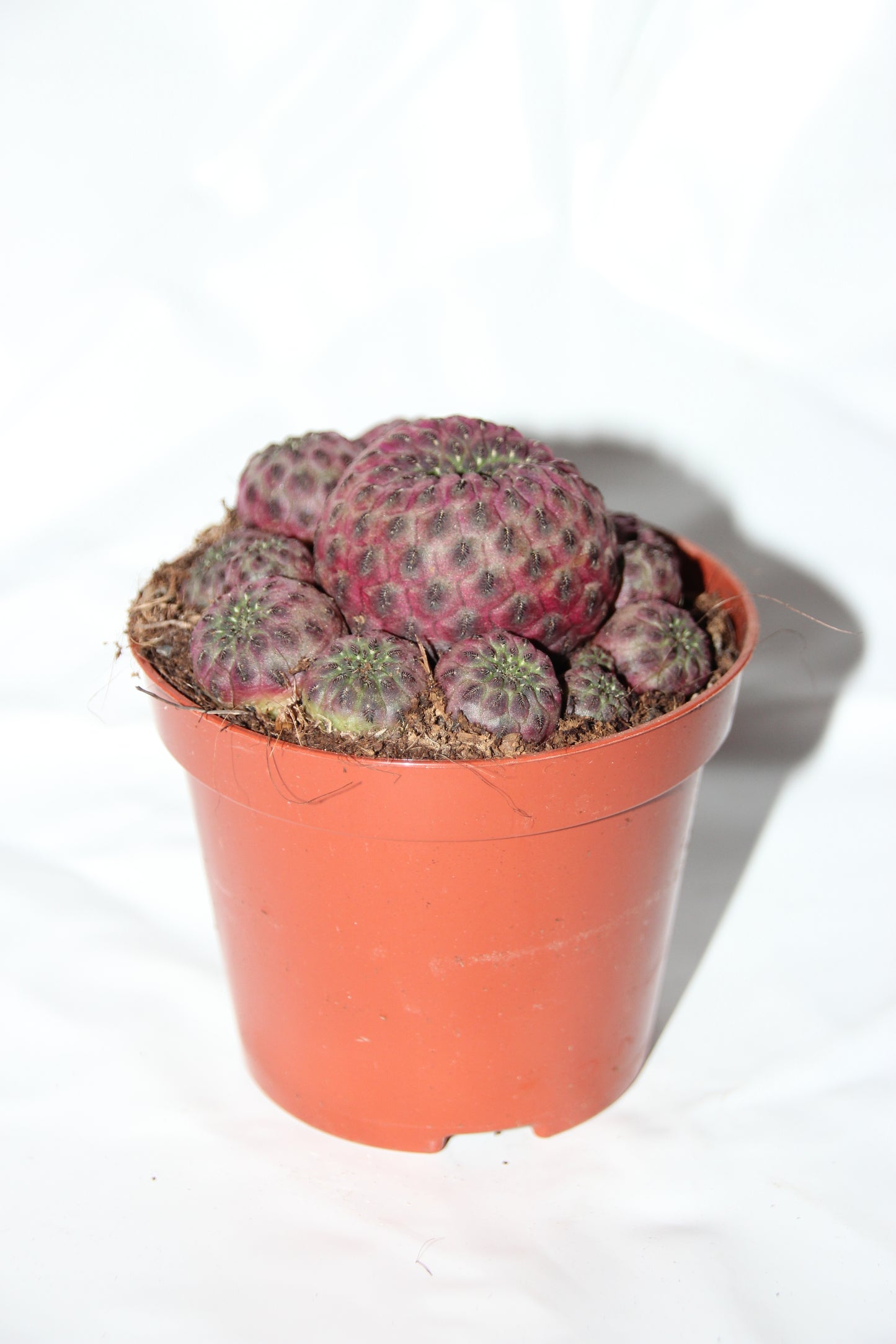 Sulcorebutia rauschii ‘Violet‘