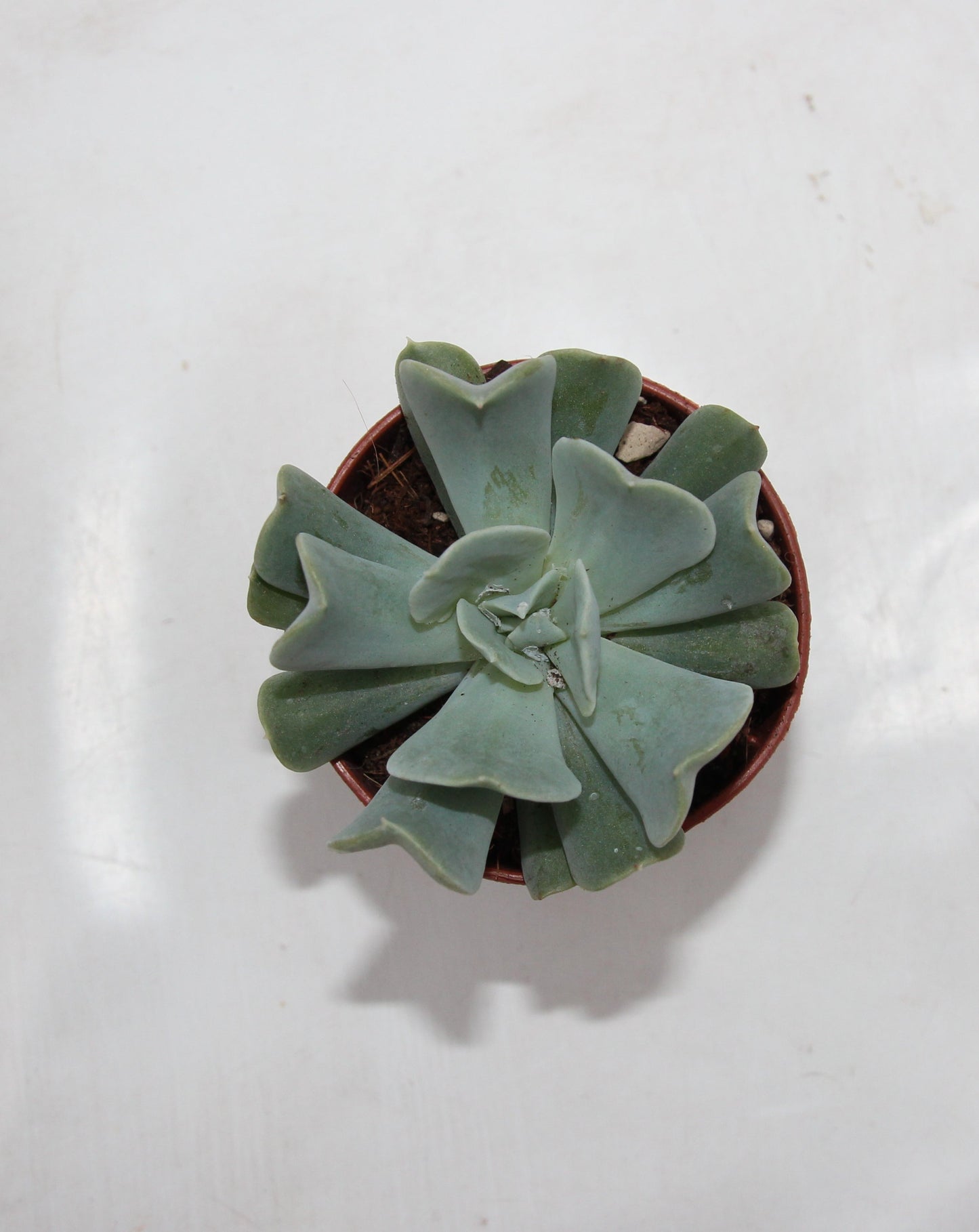 Echeveria runyonii ‘topsy turvy‘