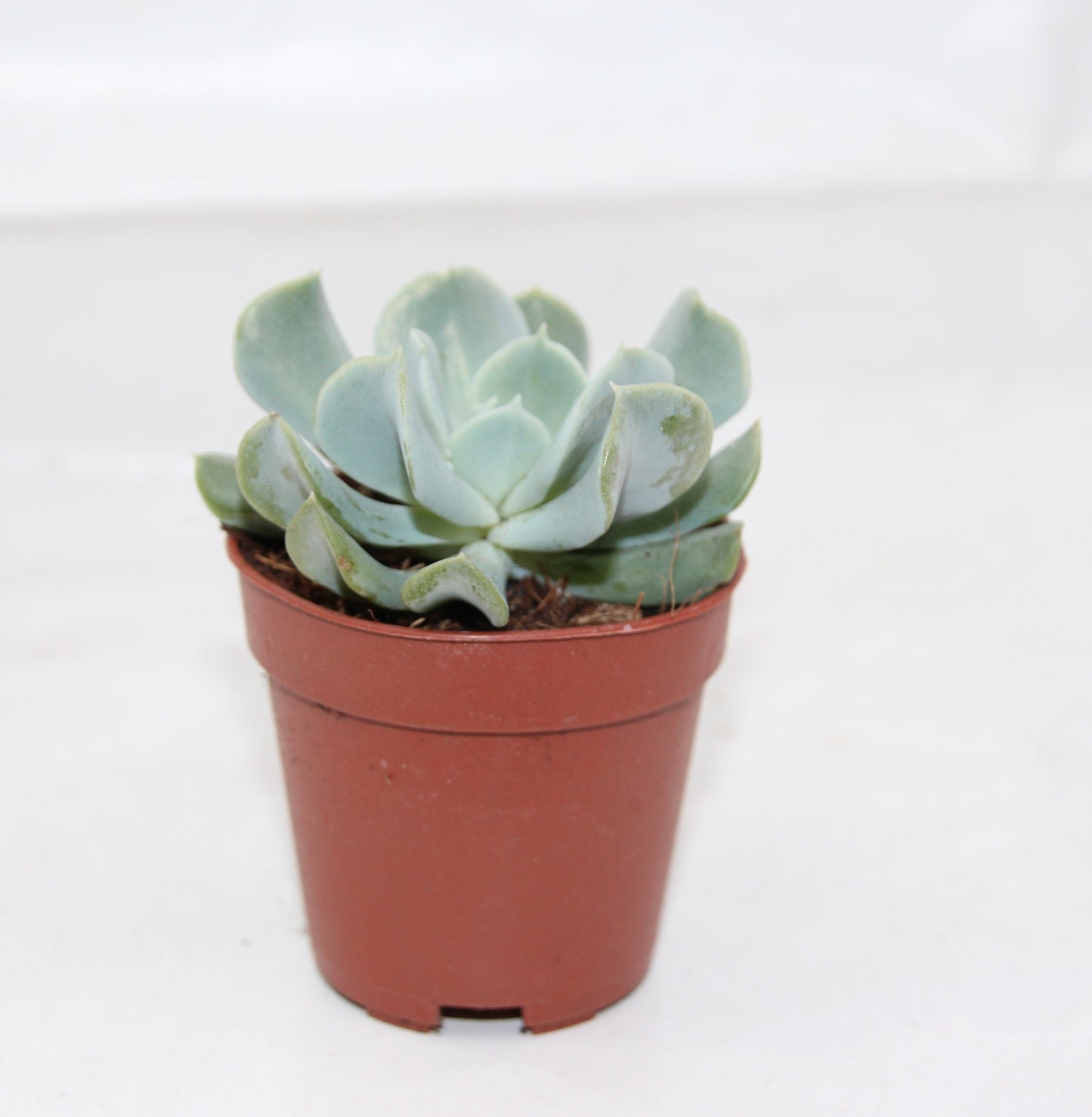 Echeveria runyonii ‘topsy turvy‘