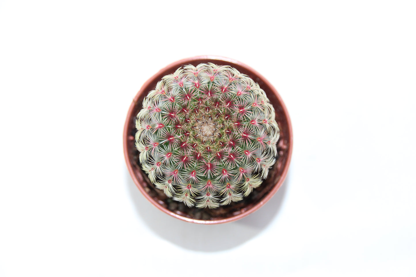 Echinocereus rigidissimus