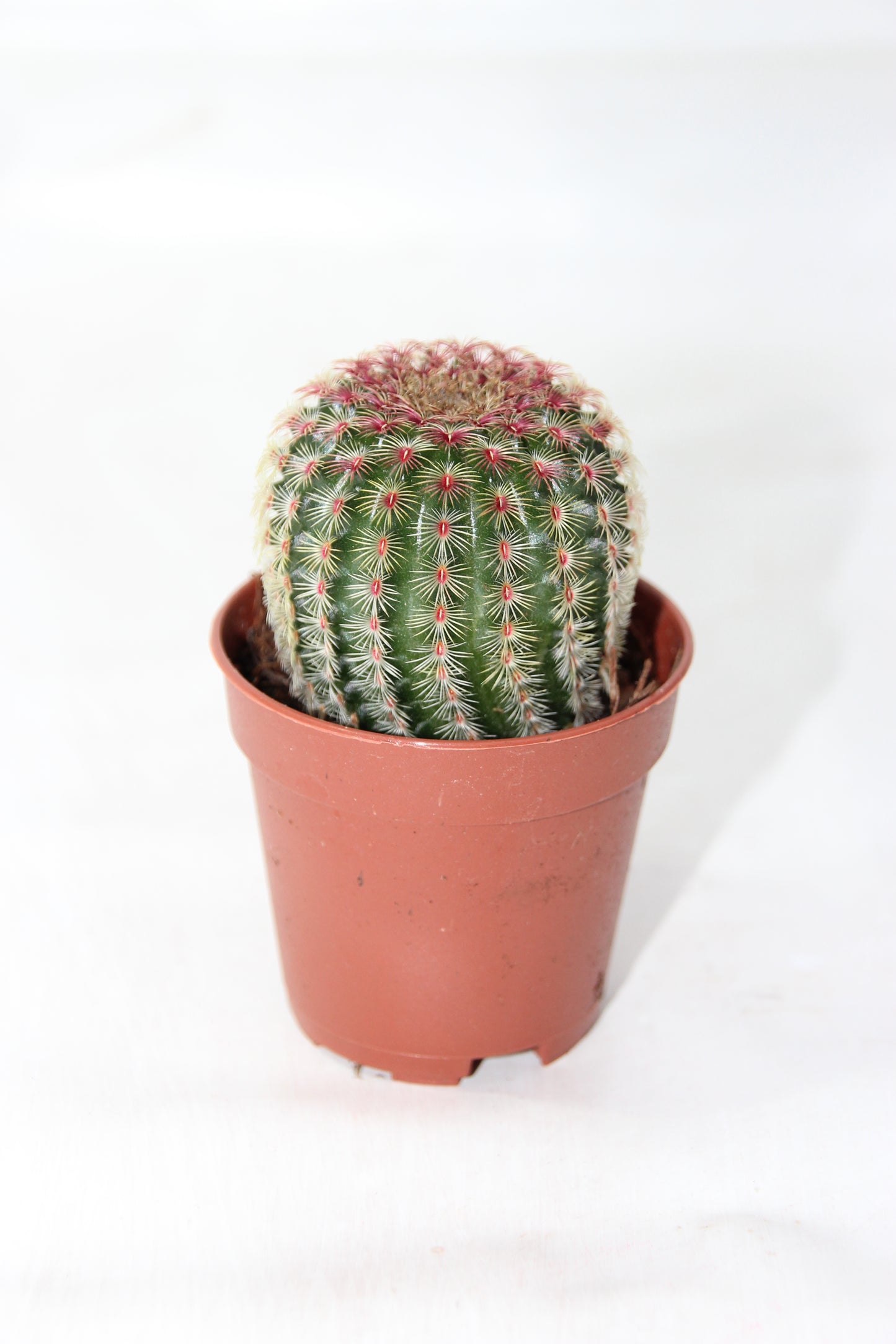 Echinocereus rigidissimus