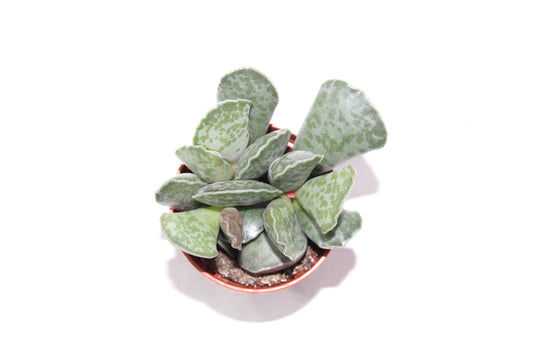 Adromischus cooperi