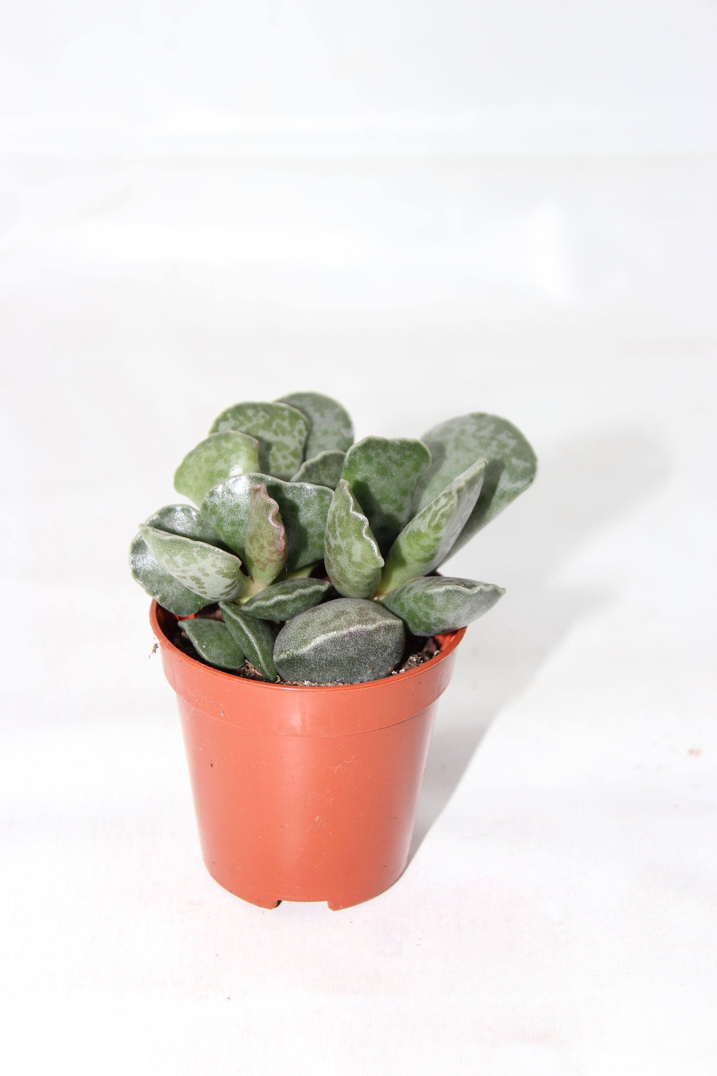 Adromischus cooperi