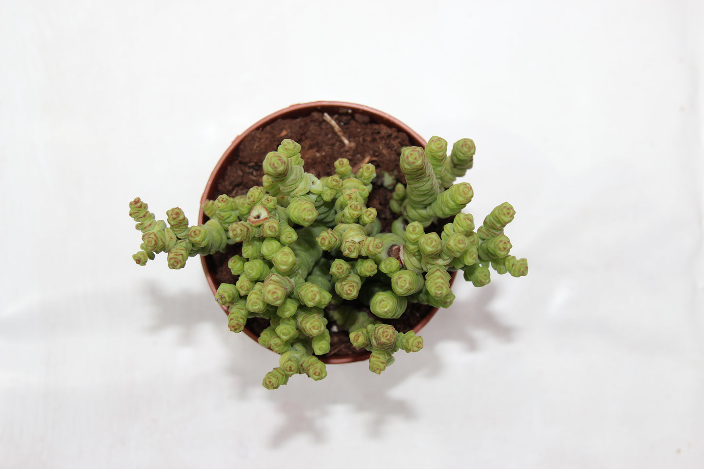 Crassula marnieriana 'Hottentot'