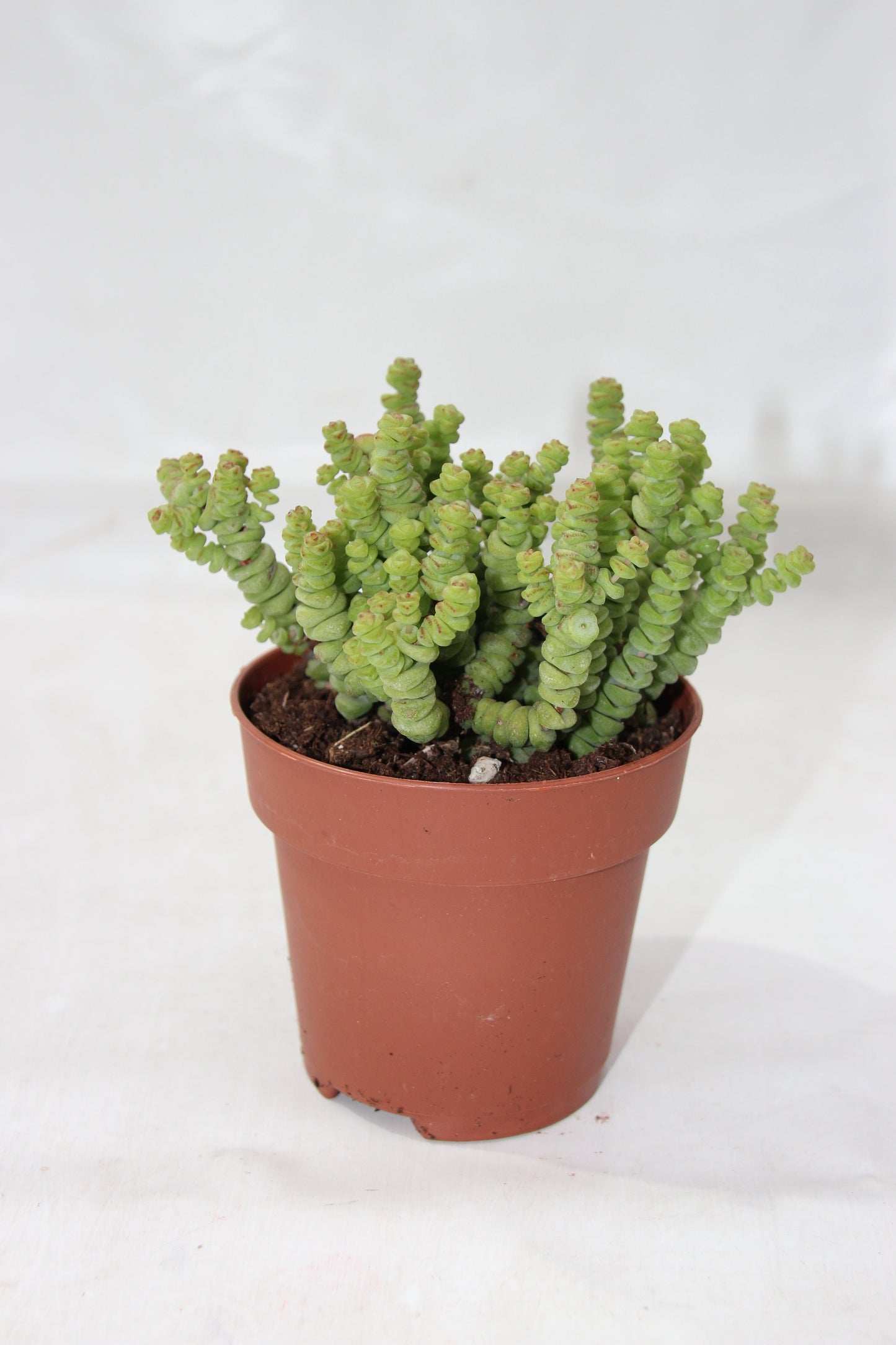 Crassula marnieriana 'Hottentot'