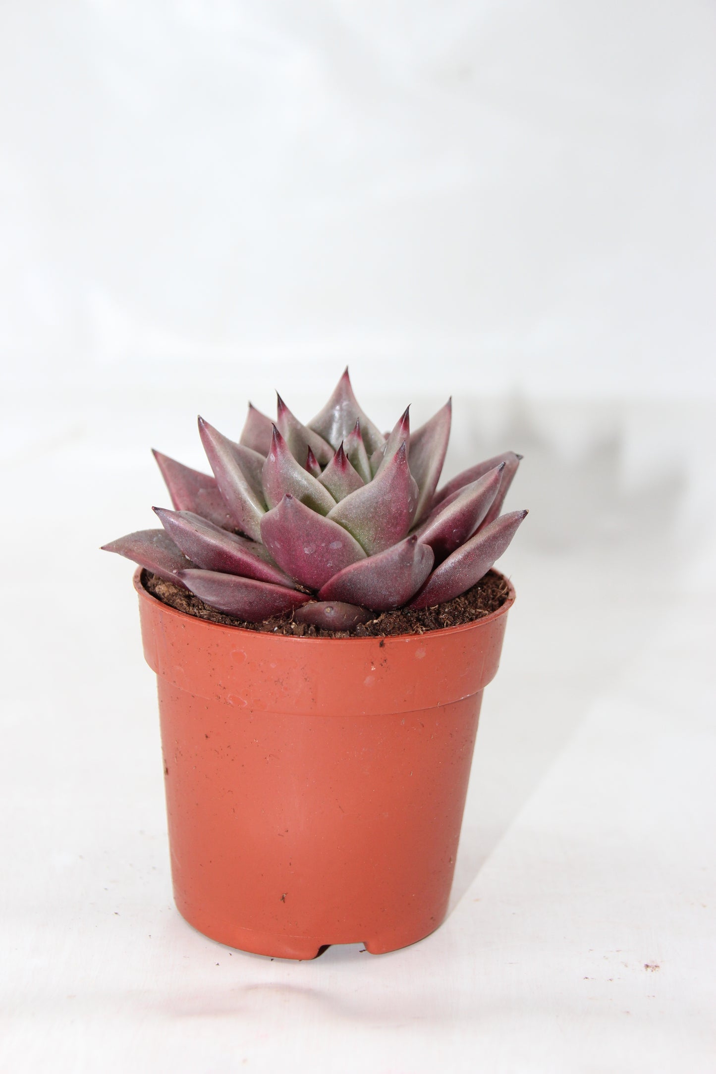 Echeveria agavoides taurus