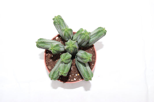 Euphorbia tubiglans