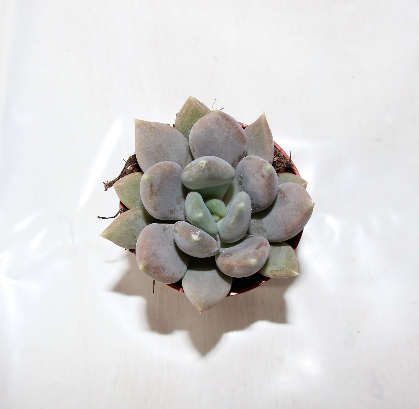Pachyveria corvus