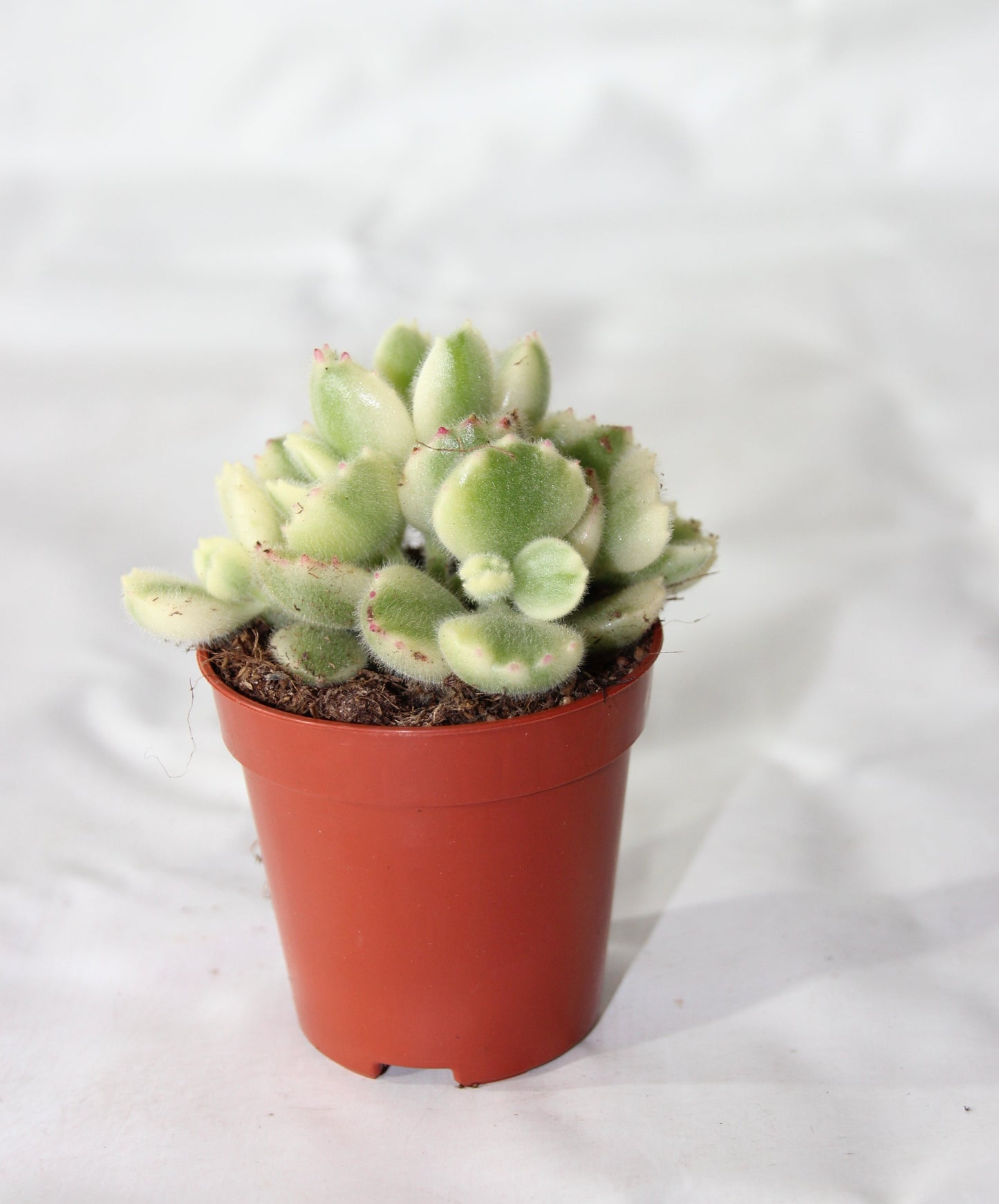 Cotyledon ladysmithiensis 'Variegata'