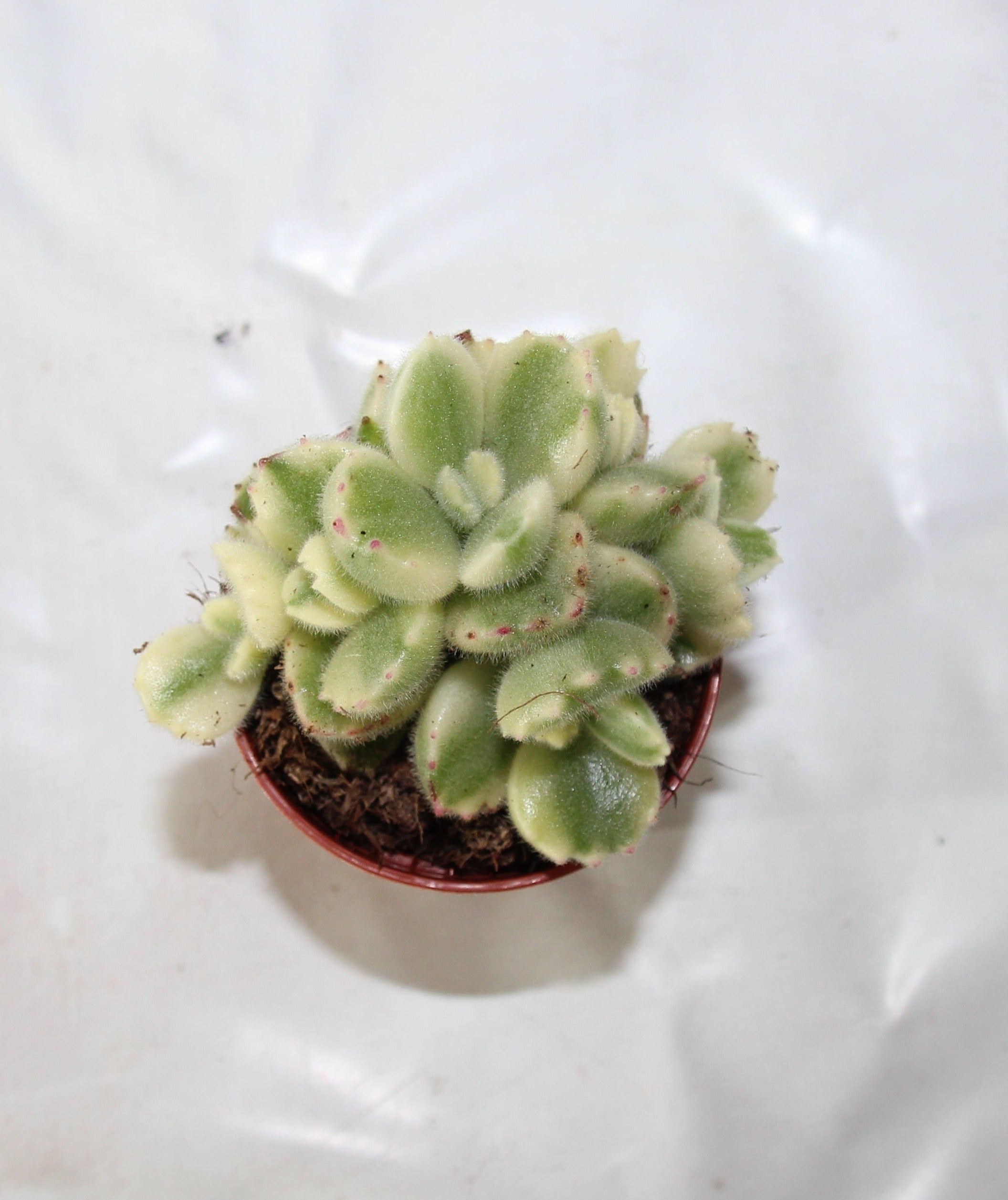 cotyledon ladismithiensis variegata Cotyledon ladysmithiensis 'Variegata' – kingkaktus24