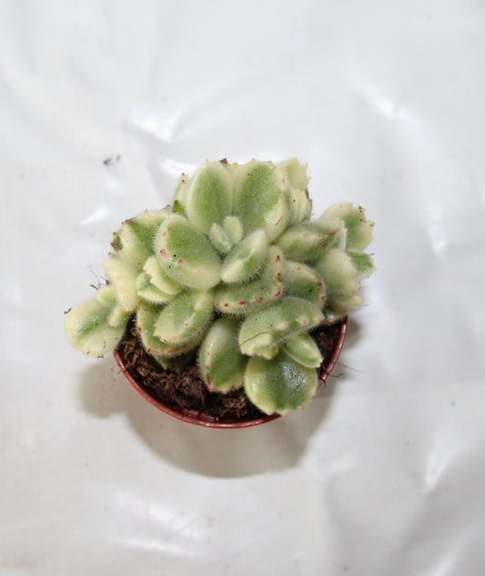 Cotyledon ladysmithiensis 'Variegata'