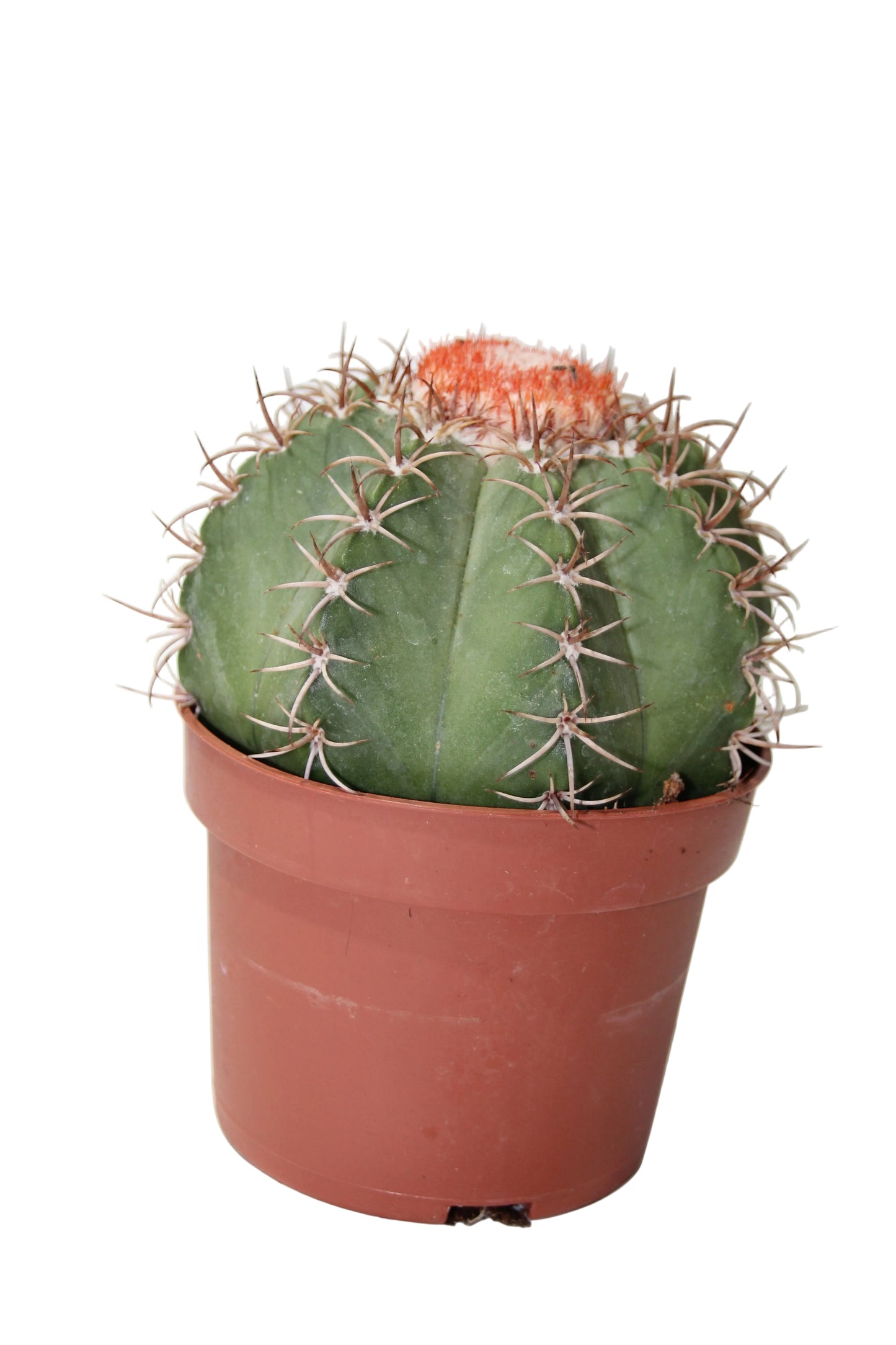Melocactus matanzanus