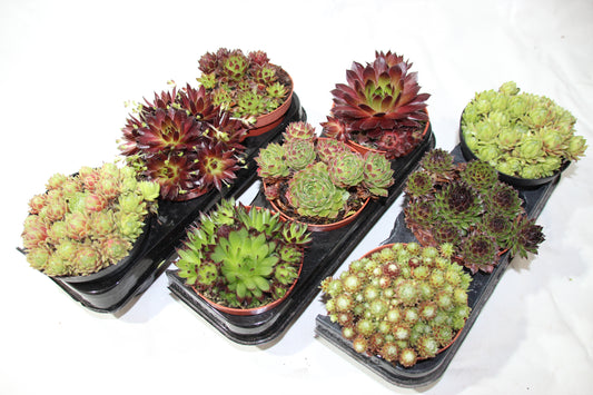 3er Mix Hauswurz Dachwurz Gartenpflanzen im 8,5cm Topf WINTERHART!!