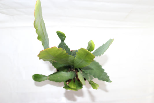 Epiphyllum sarah courant