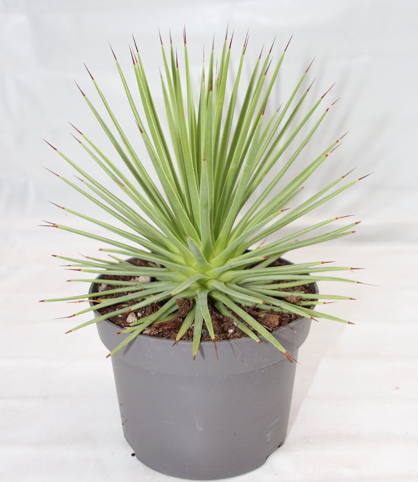 Agave stricta nana