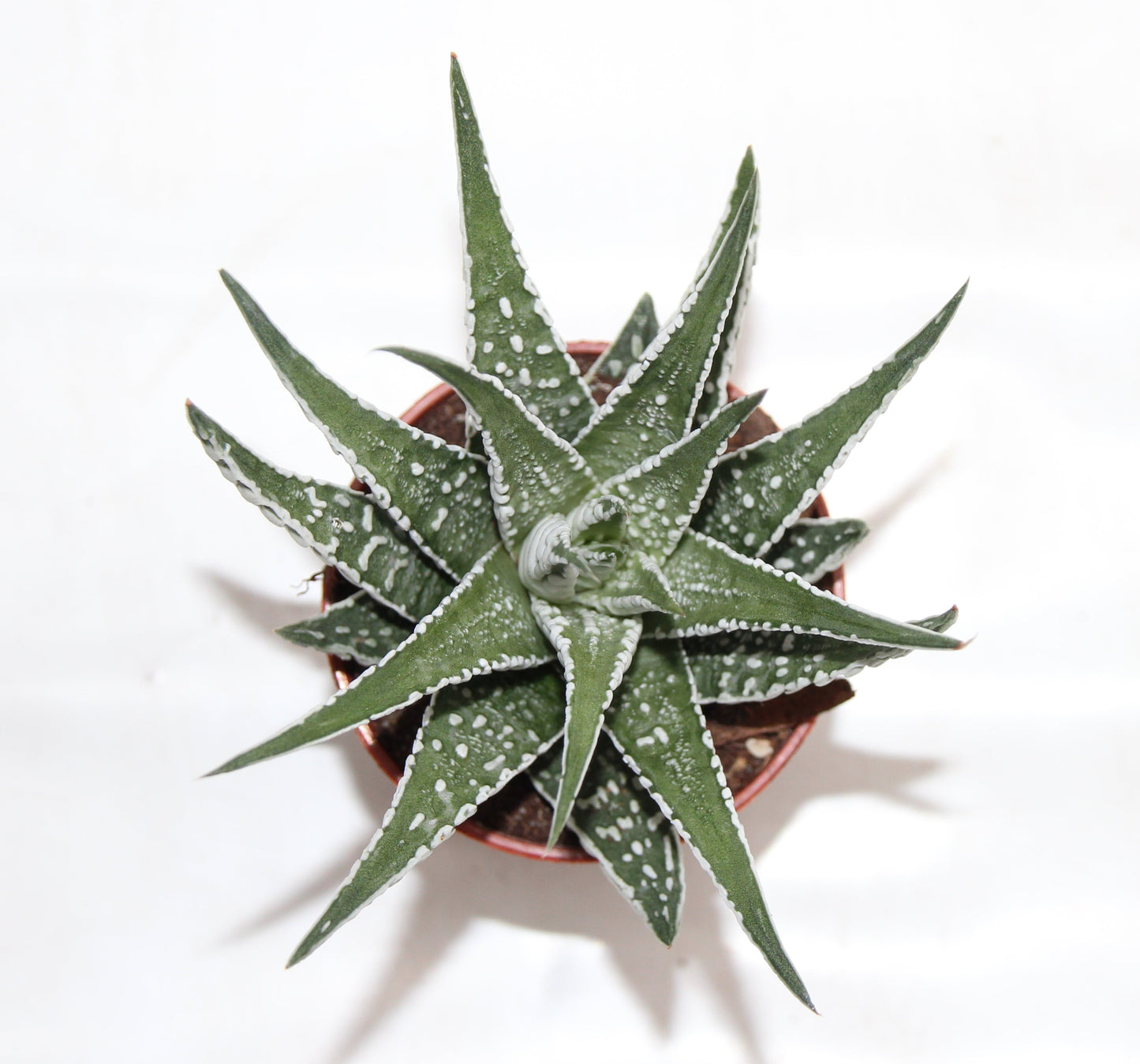Haworthia fasciata BIG BAND
