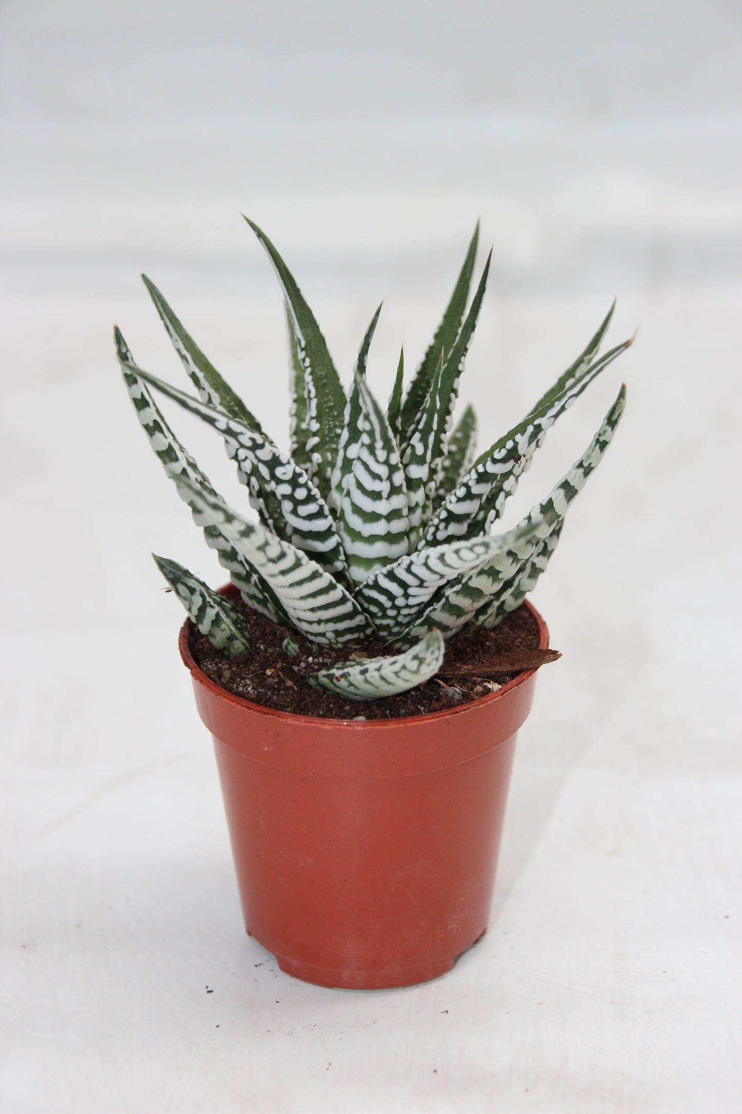 Haworthia attenuata big band