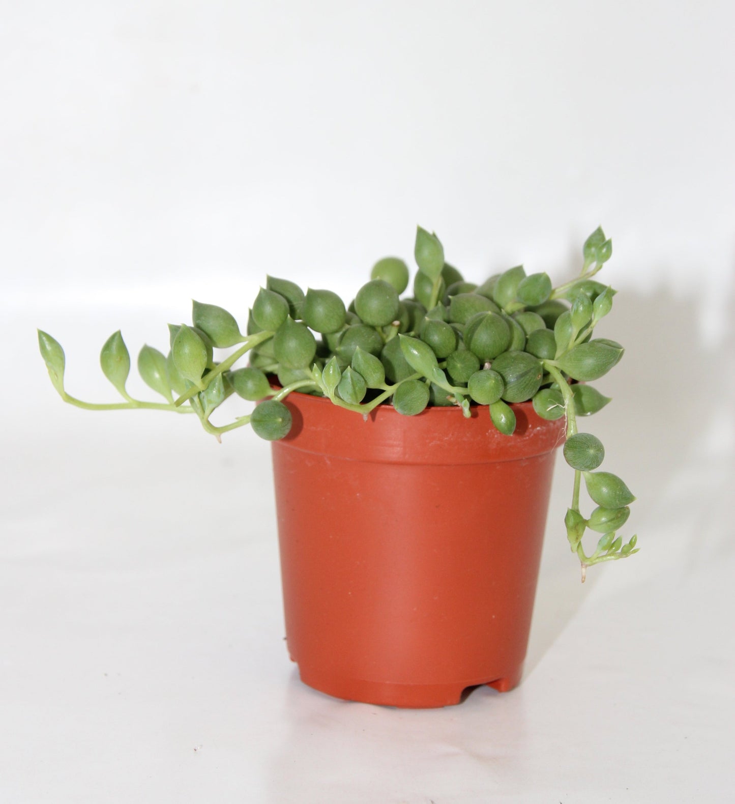 Senecio rowleyanus 'Perlenschnur'