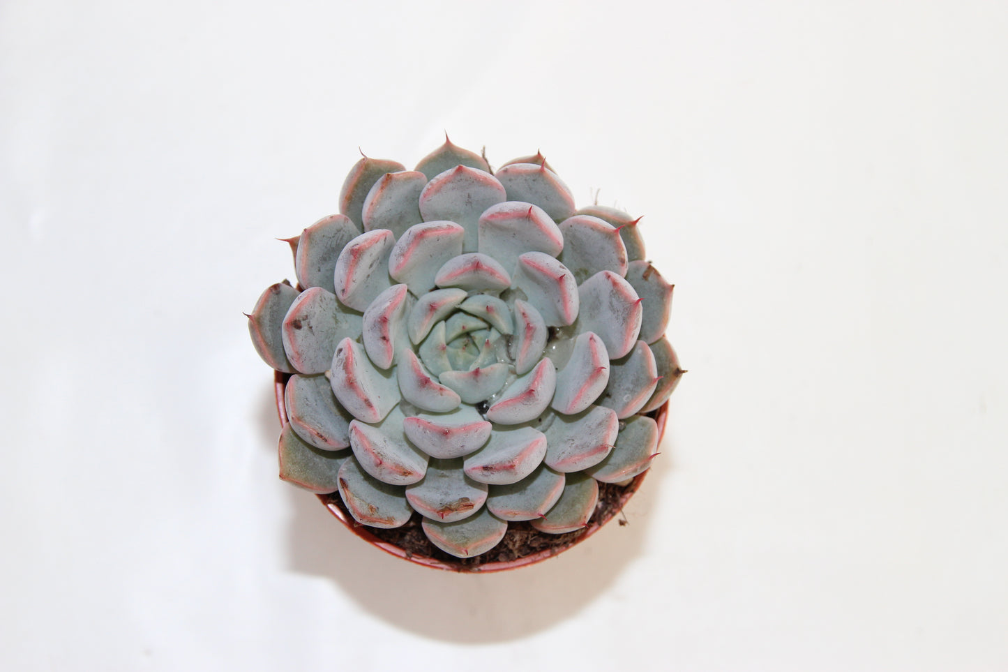 Echeveria 'Hercules'