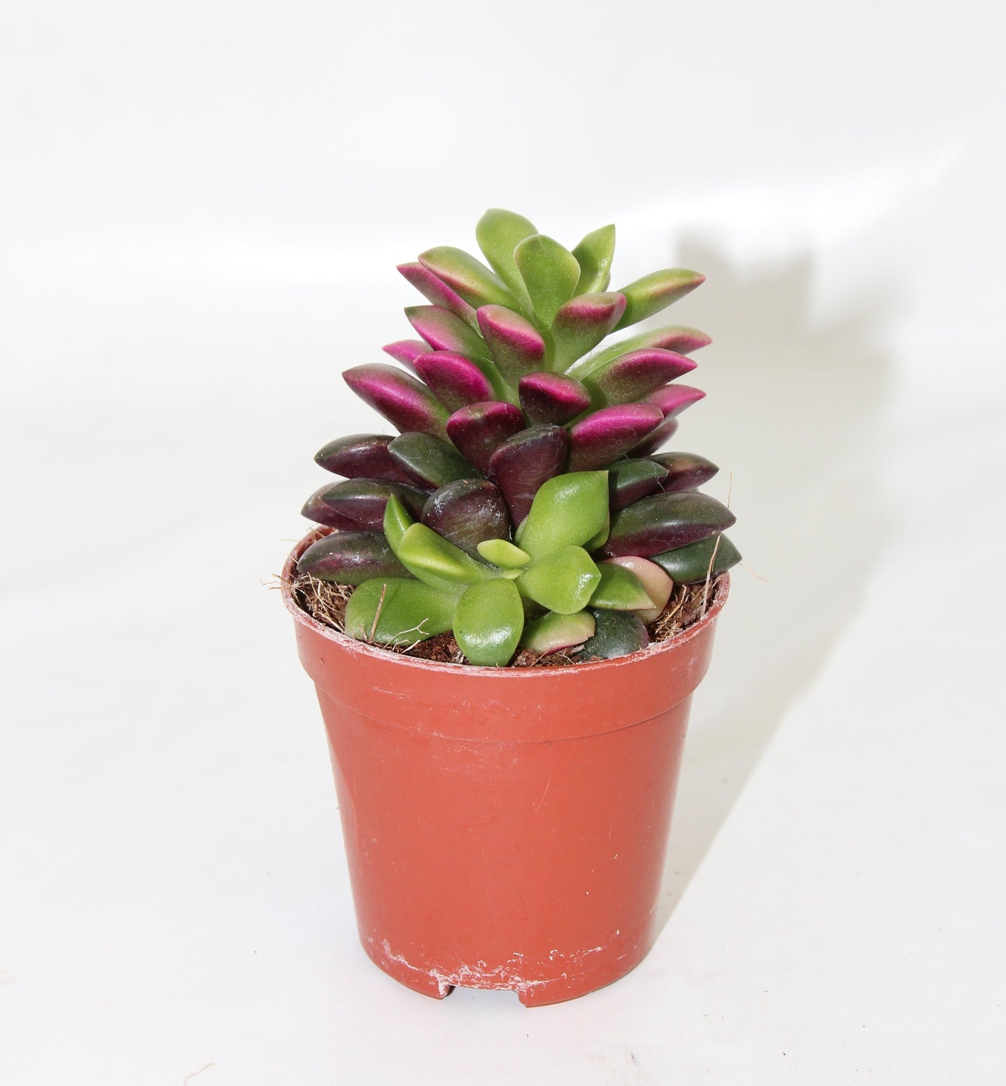 Anacampseros rufescens ‘Sunrise‘