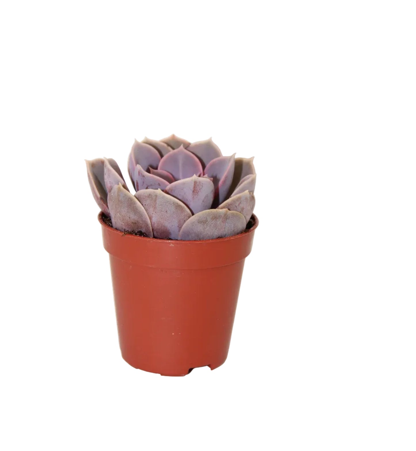Echeveria `Perle von Nürnberg´