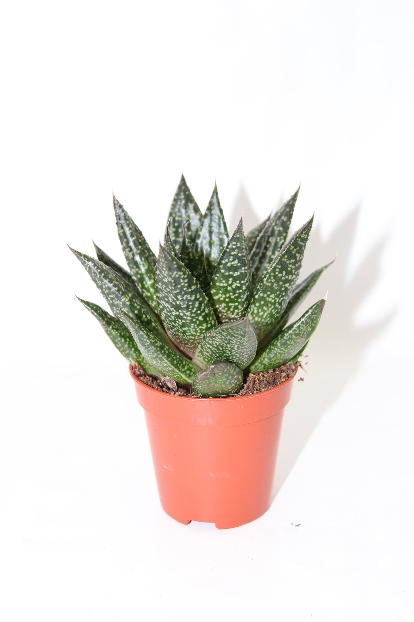 Gasteraloe d Tiga