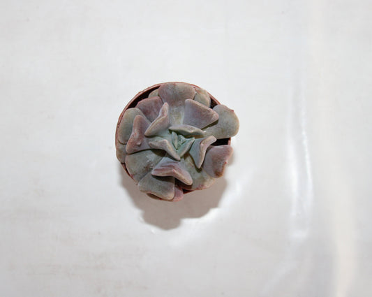 Echeveria runyonii ‘topsy turvy‘