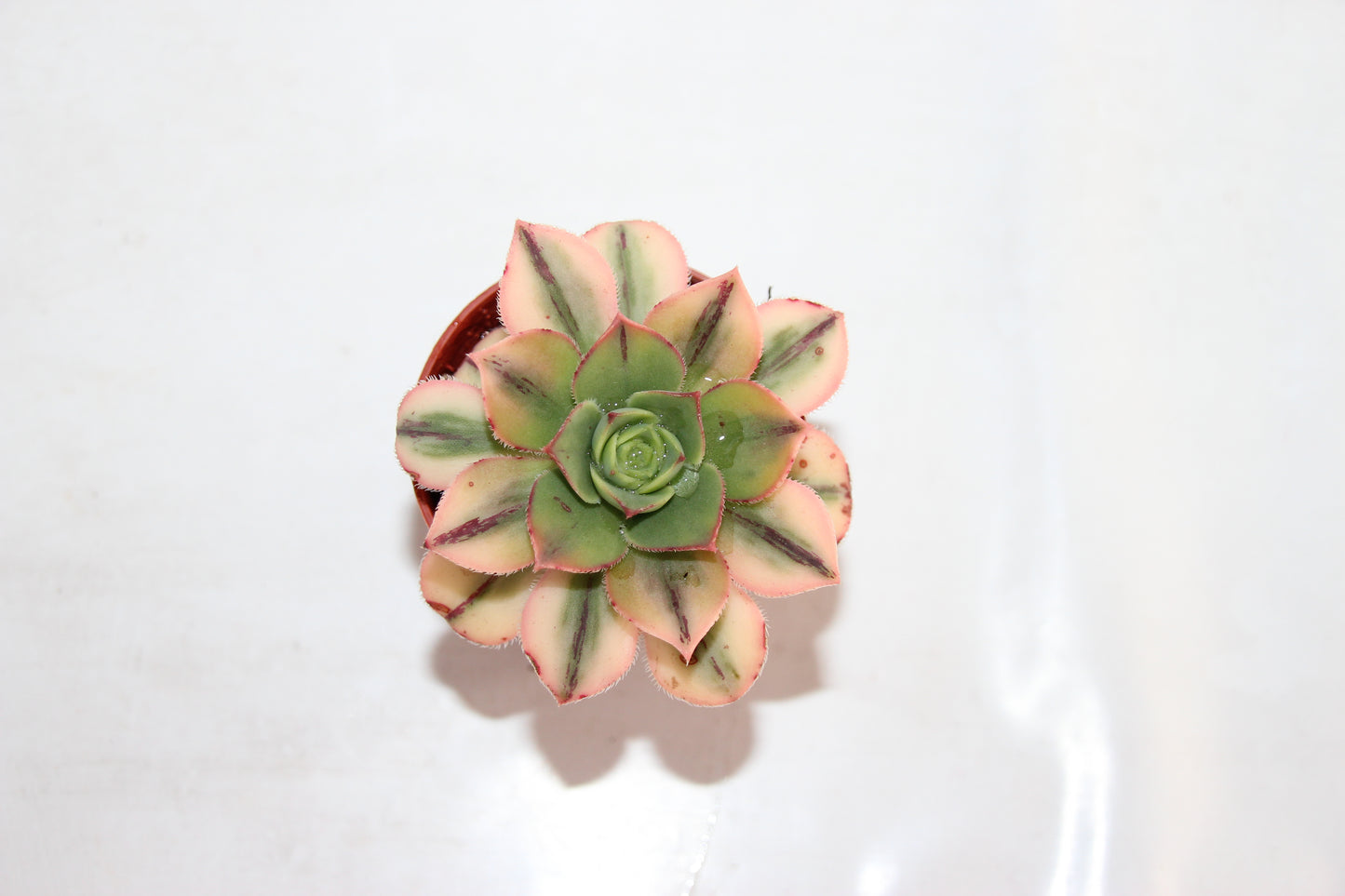 Aeonium kiwi