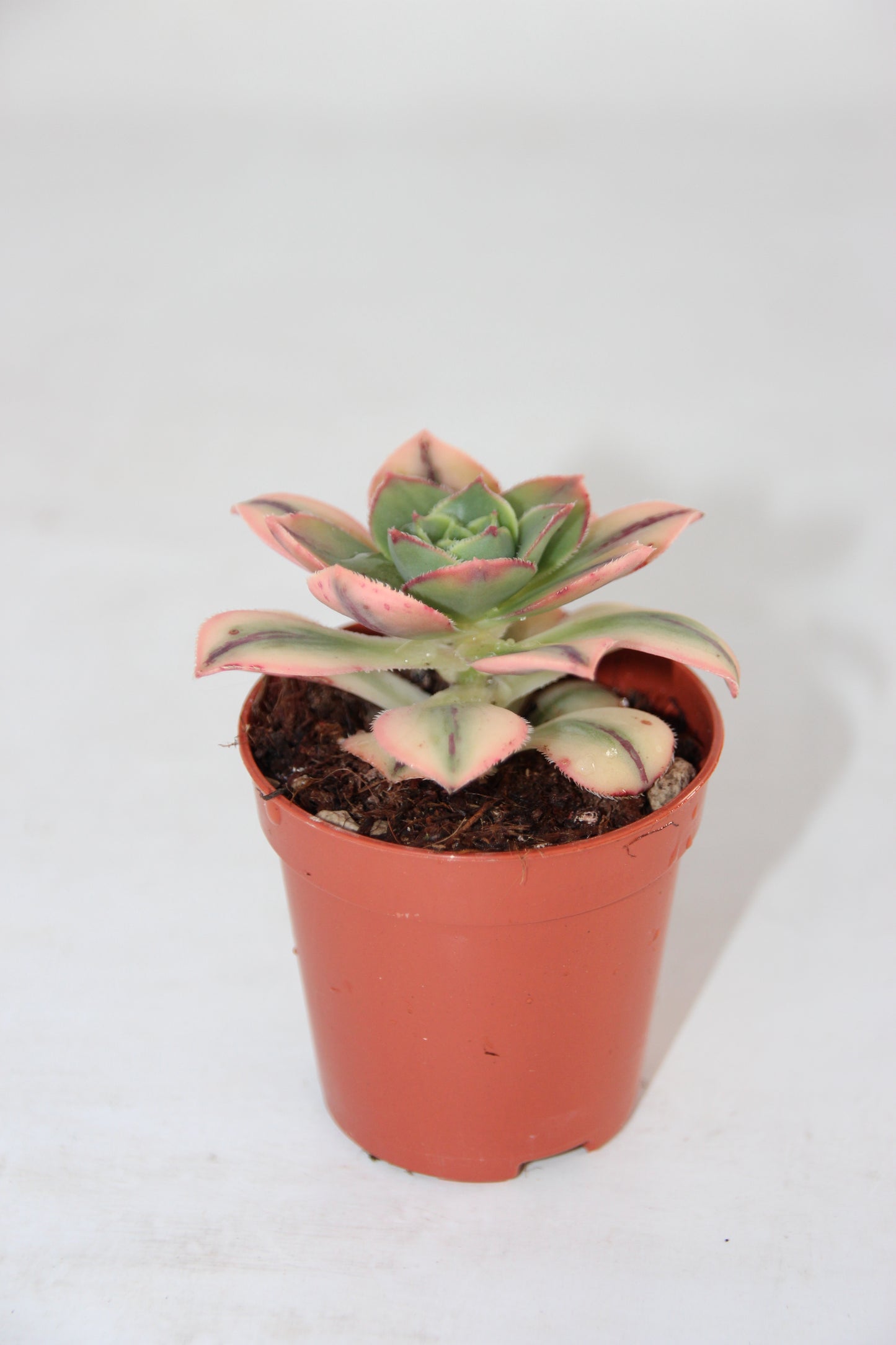 Aeonium kiwi