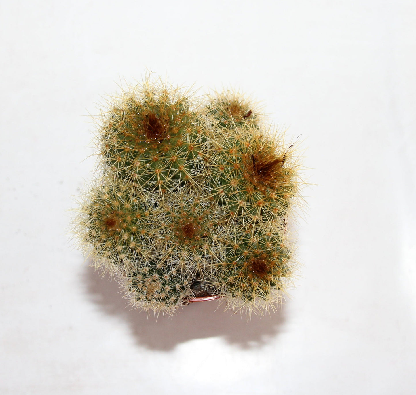 Eriocactus warasii Gruppe