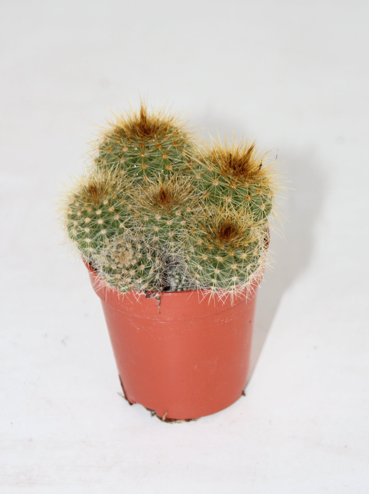 Eriocactus warasii Gruppe