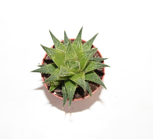 Haworthia vivaldi