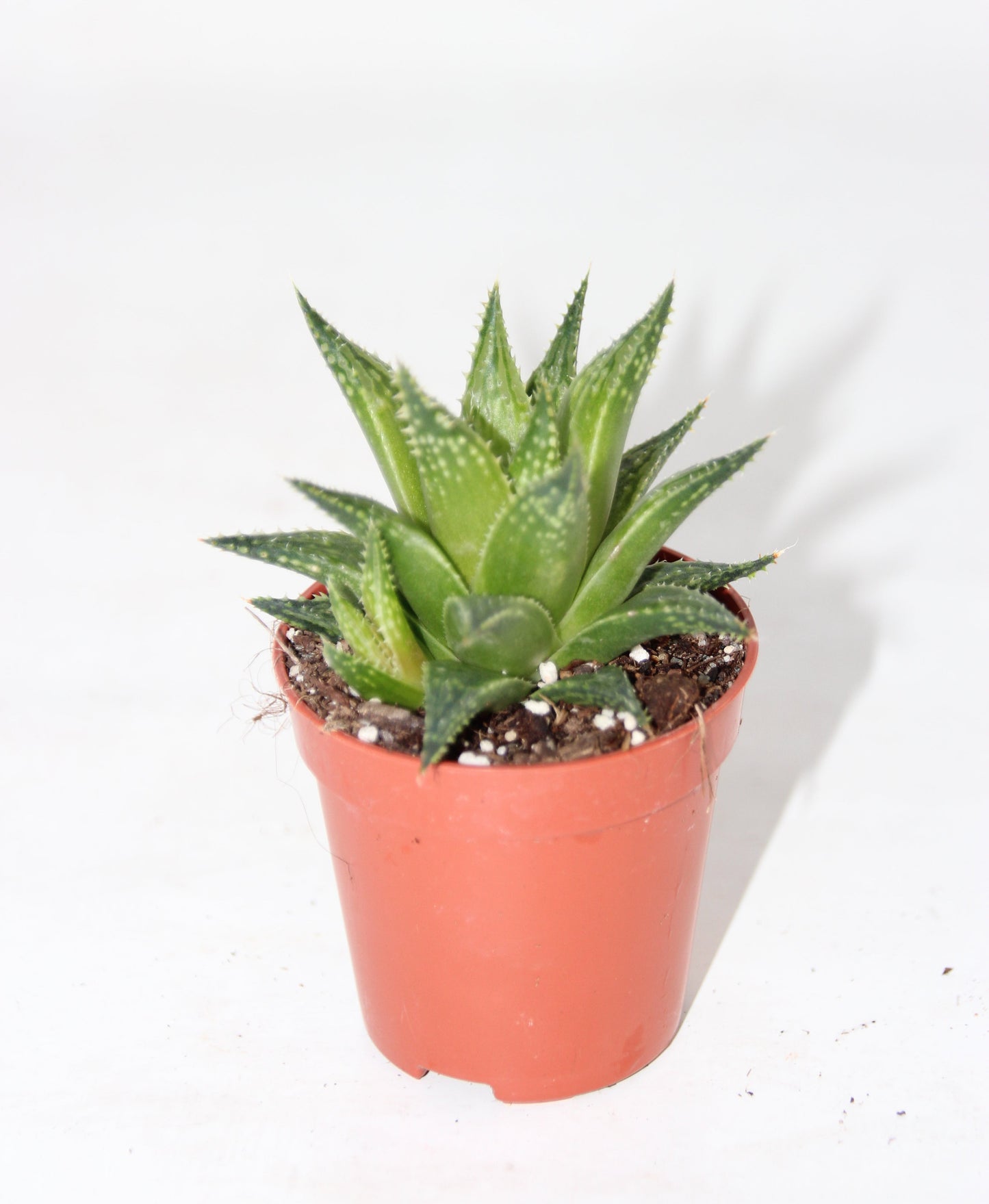 Haworthia vivaldi