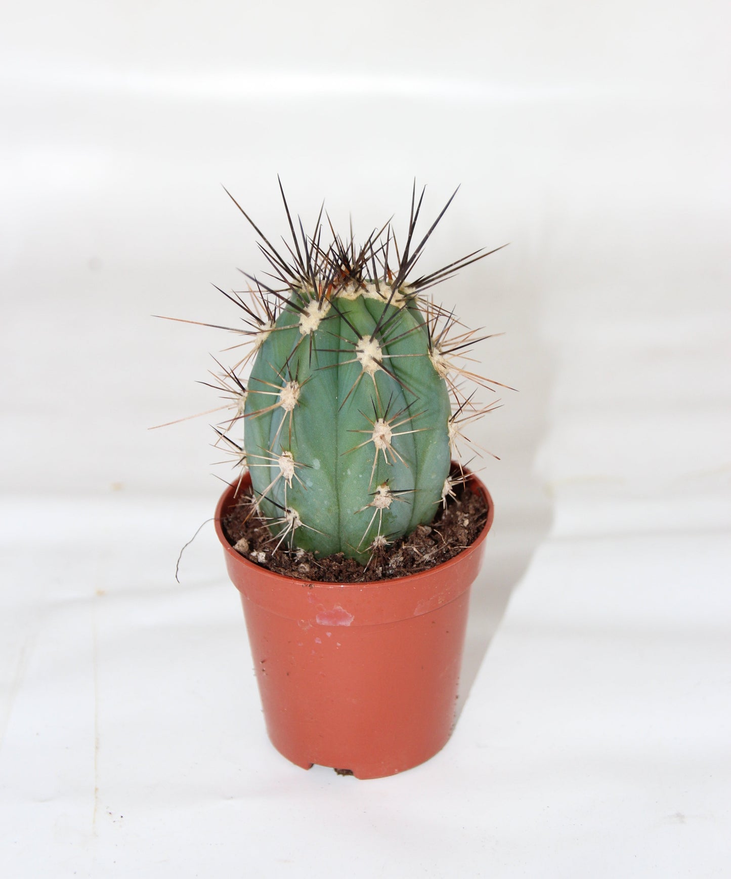 Stetsonia coryne