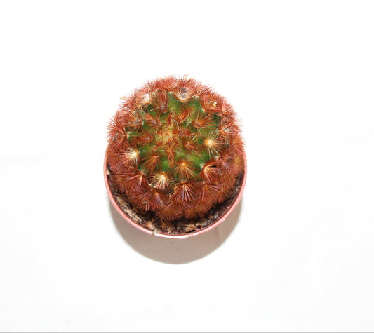 Mammillaria carmenae rubin