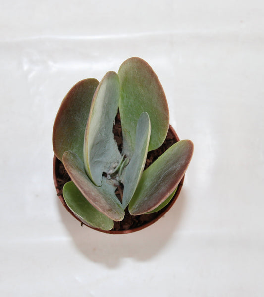Kalanchoe thyrsiflora