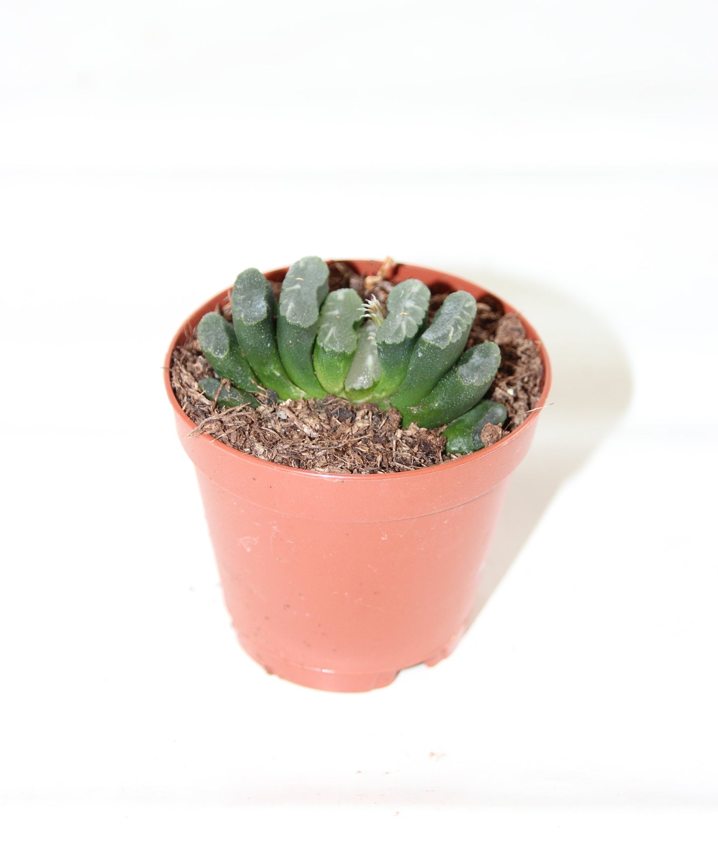 Haworthia truncata