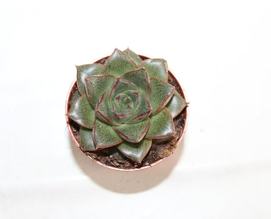 Echeveria purpusorum