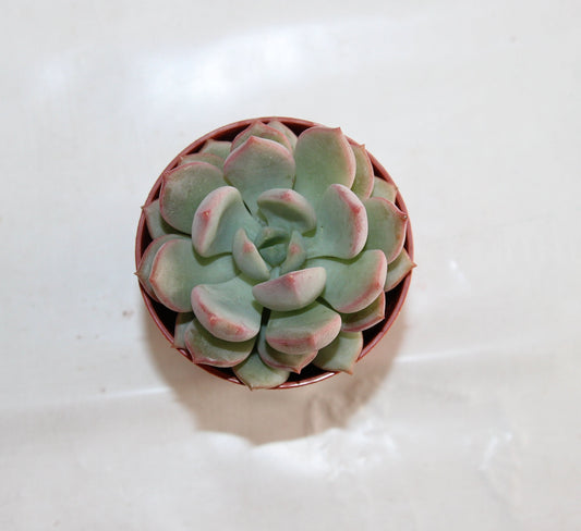 Echeveria secunda