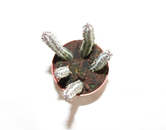 Senecio stapeliiformis