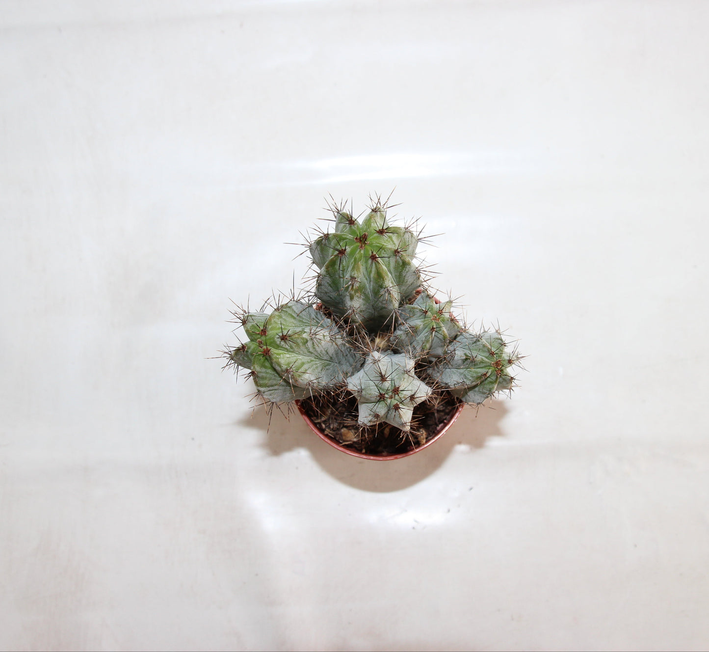 Polaskia chichipe