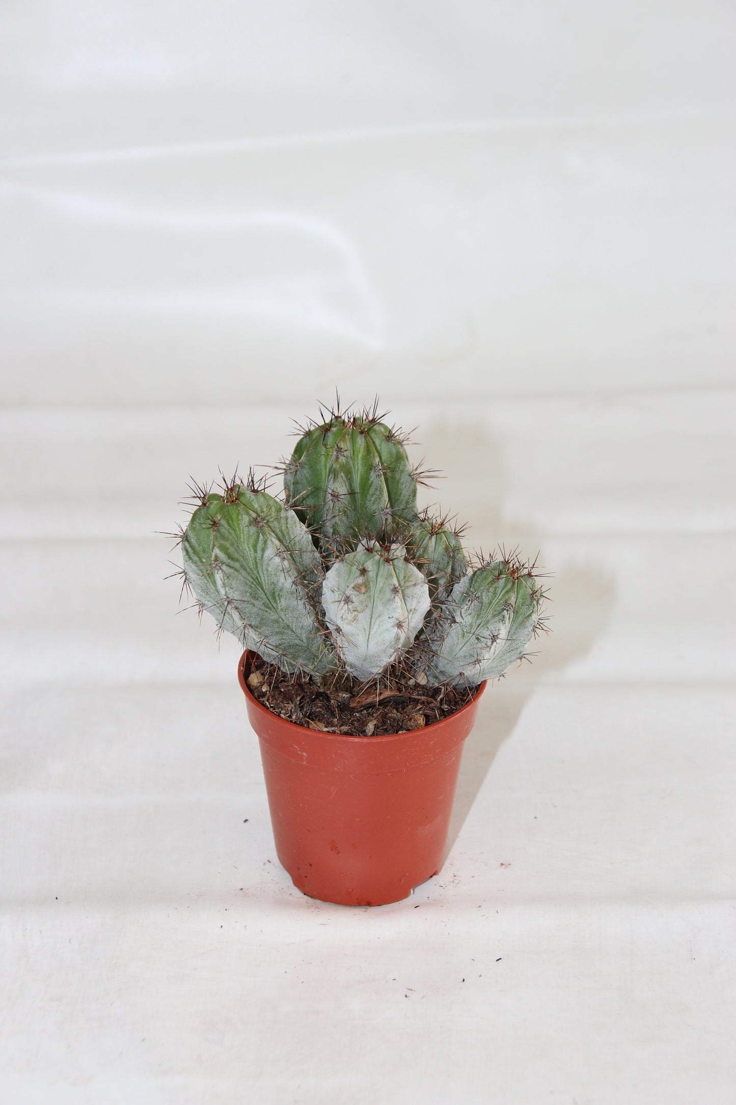 Polaskia chichipe