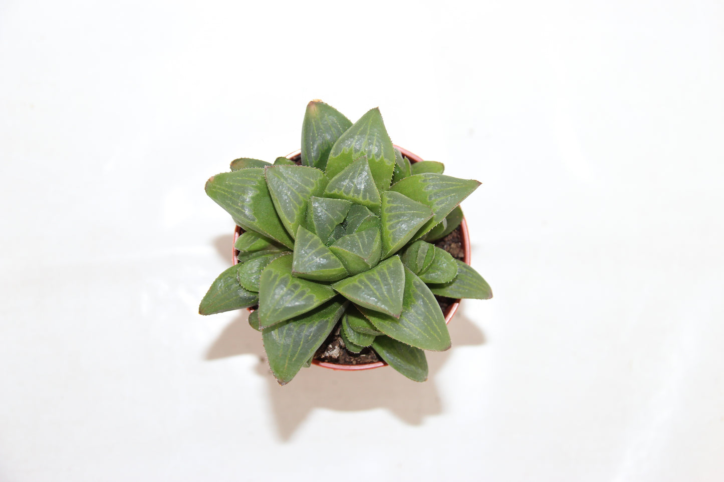 Haworthia retusa