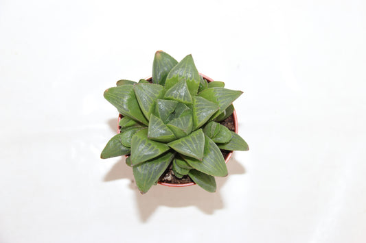 Haworthia retusa